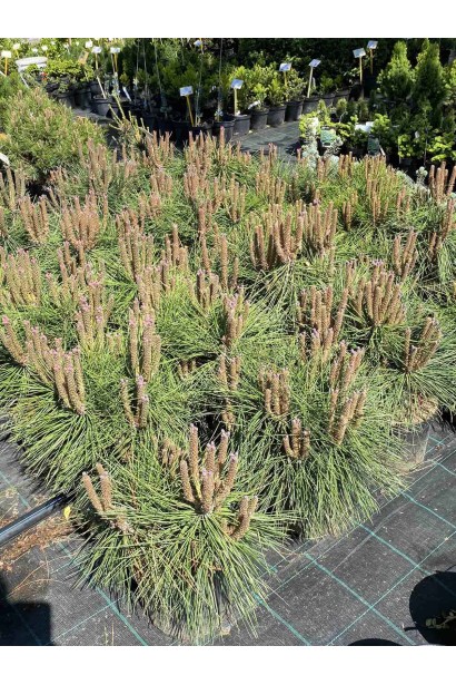 Сосна черная Брепо / Пьеррик Брегон - 4л/вис.30-40см/Ø20-30см